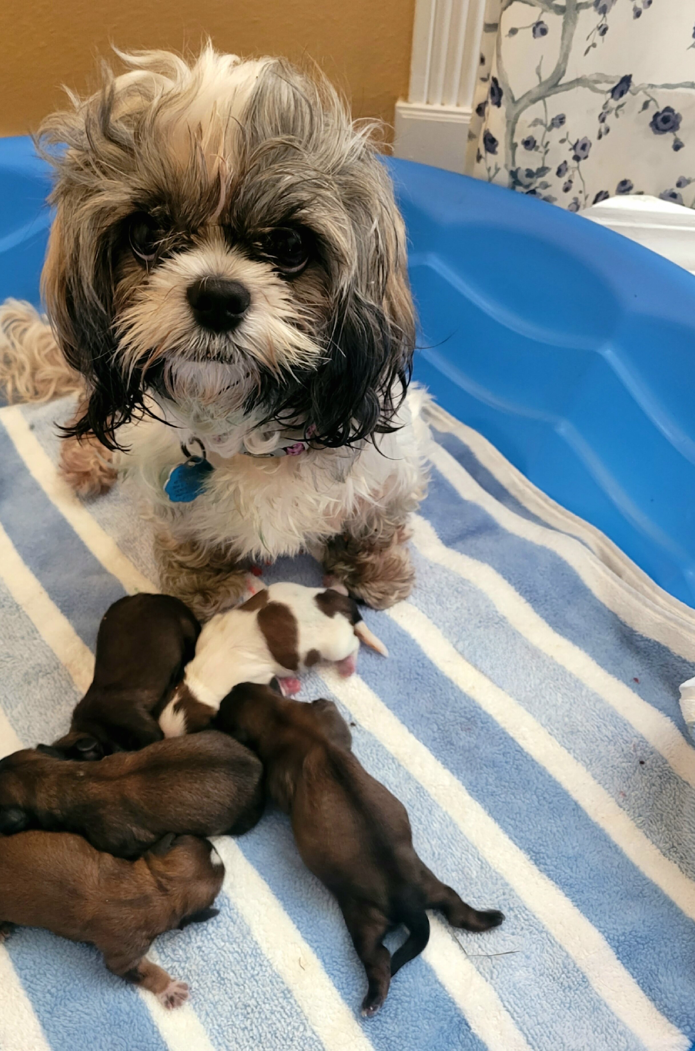 Shih Tsu Puppies image 8