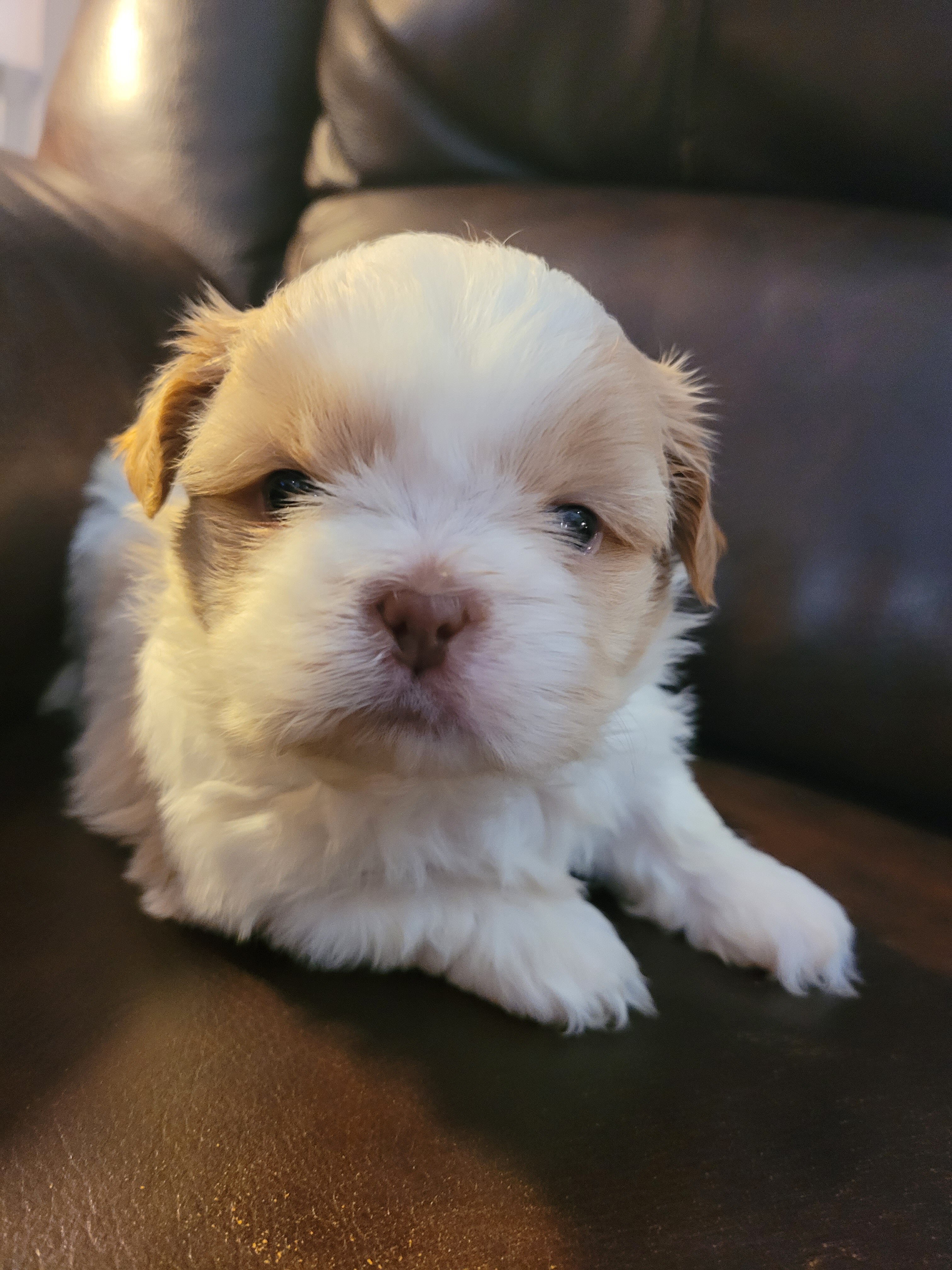 Shih Tsu Puppies image 7
