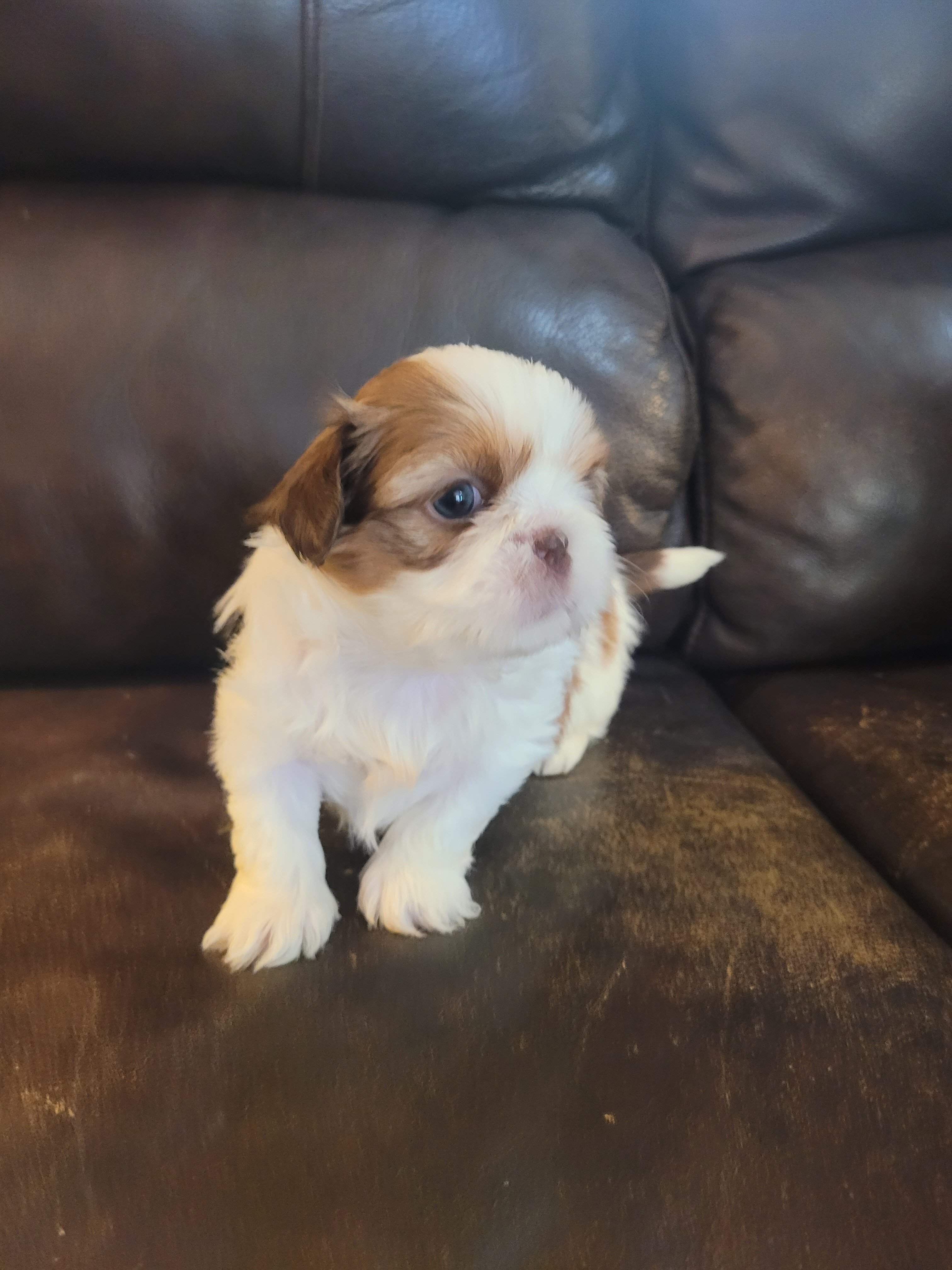 Shih Tsu Puppies image 3