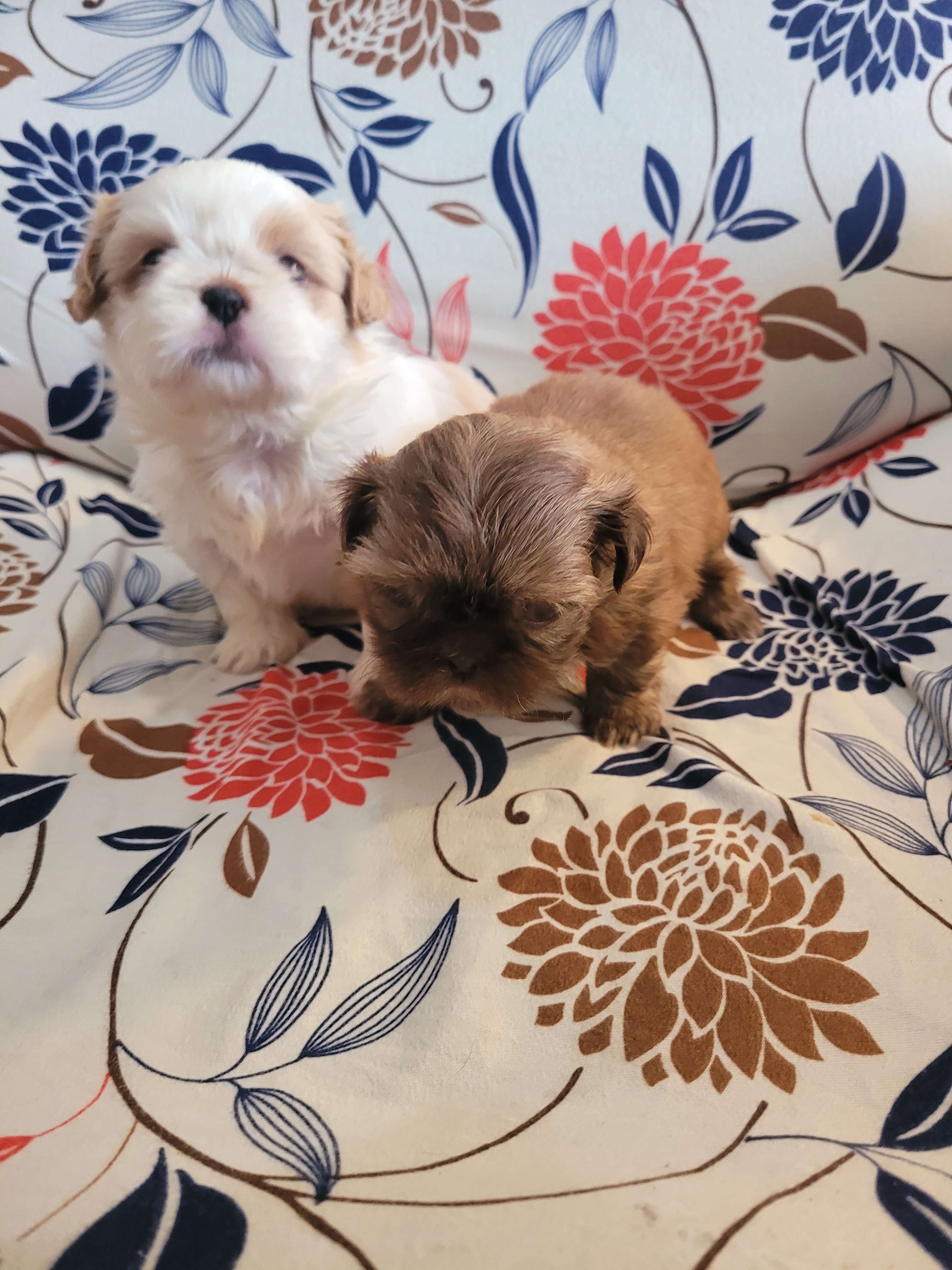 Shih Tsu Puppies image 5