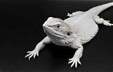 White Bearded Dragon image 1