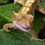 crested gecko image 1