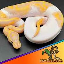 Piebald Caramel Snake image 1