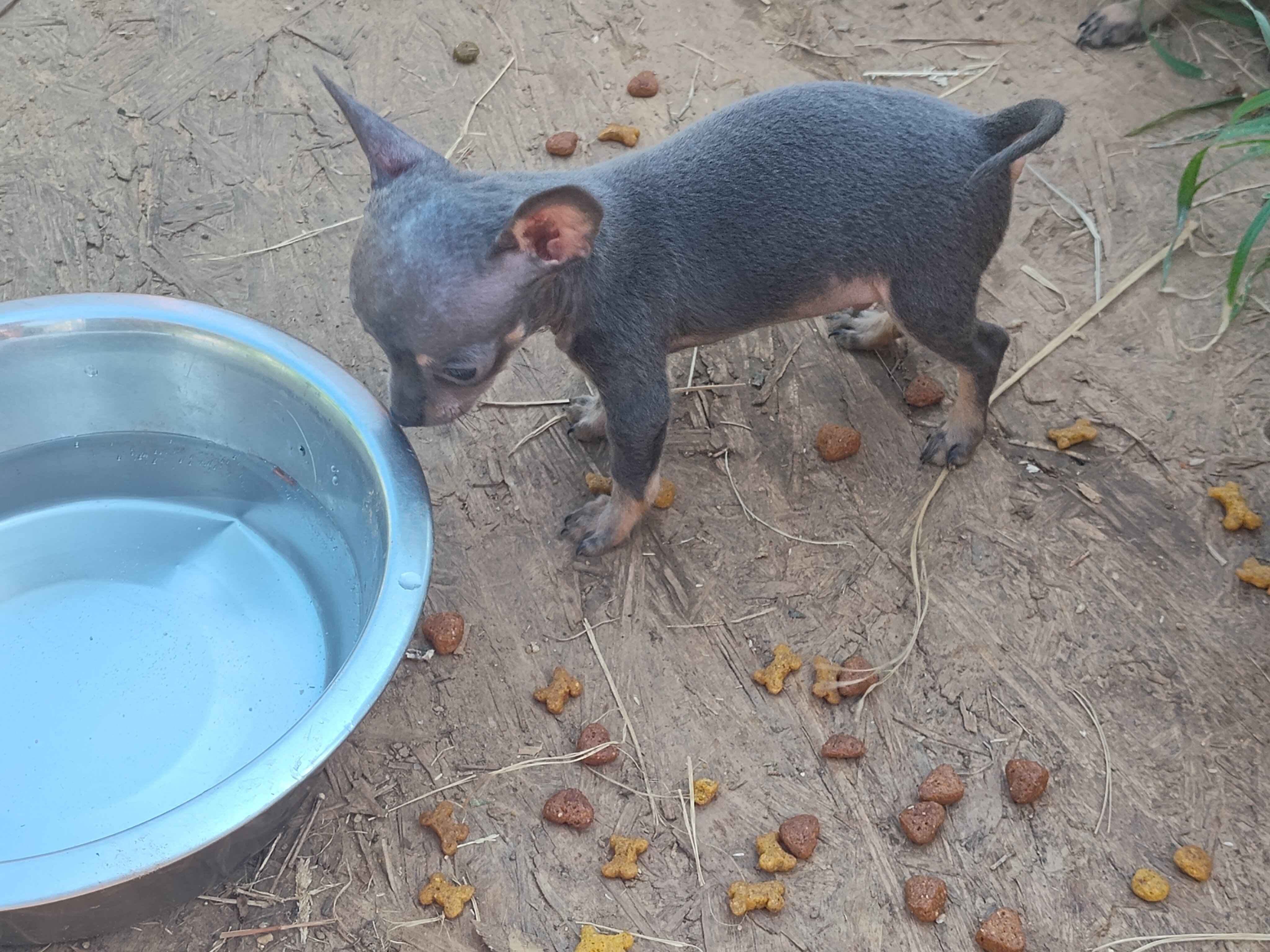 Meadow - NE Oklahoma - Female Chihuahua image 2