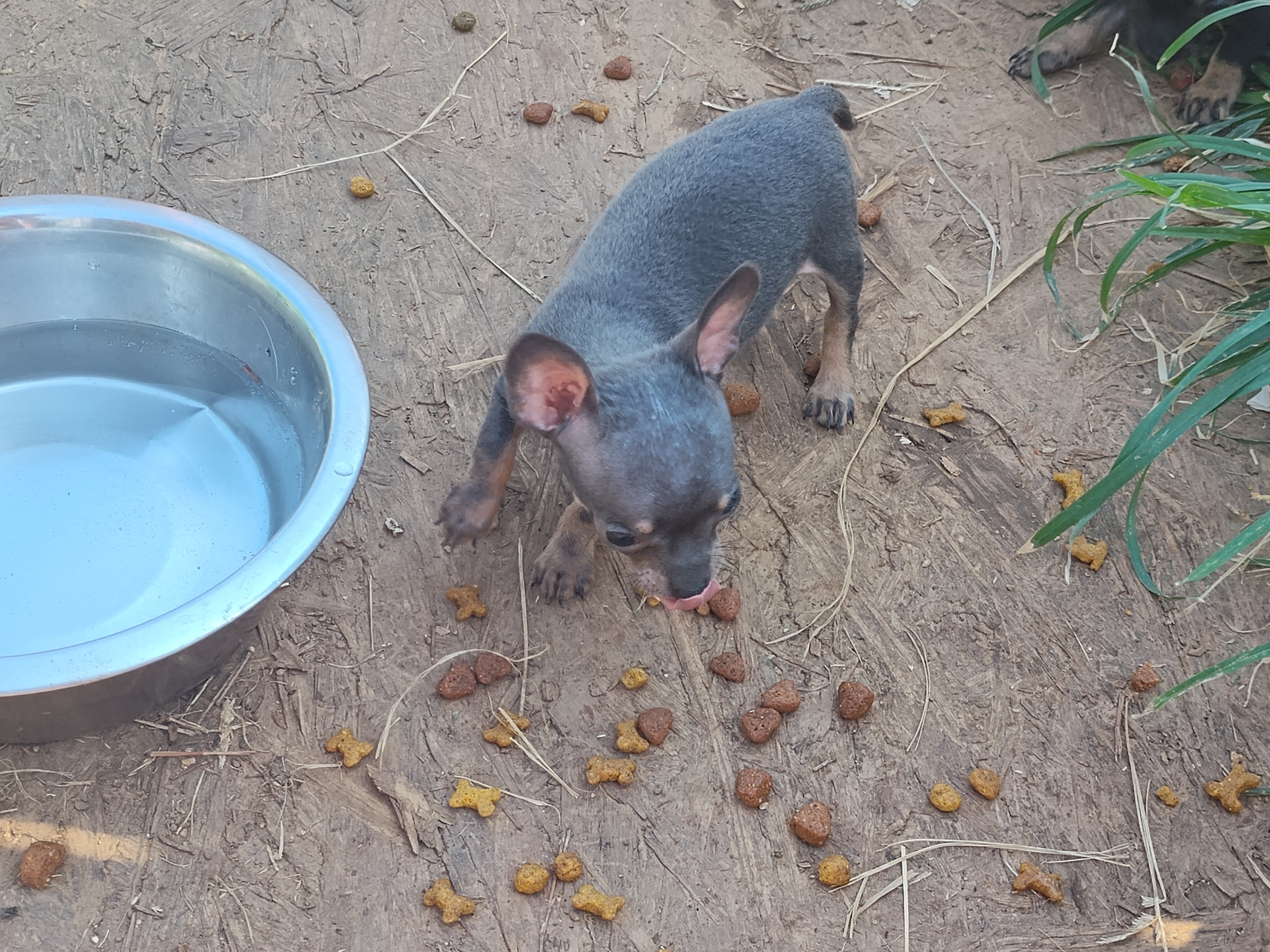 Meadow - NE Oklahoma - Female Chihuahua image 1