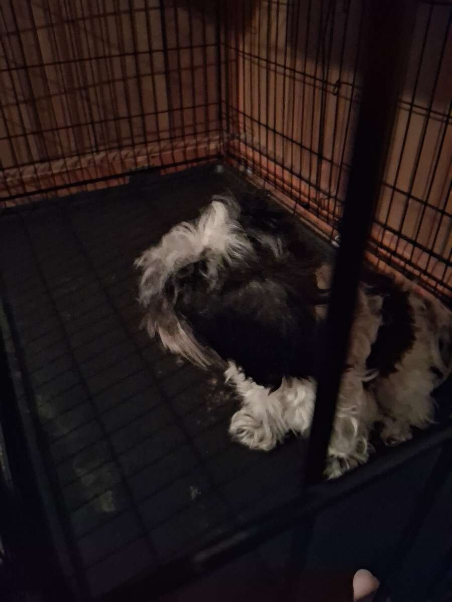 1 yr old havanese image 3
