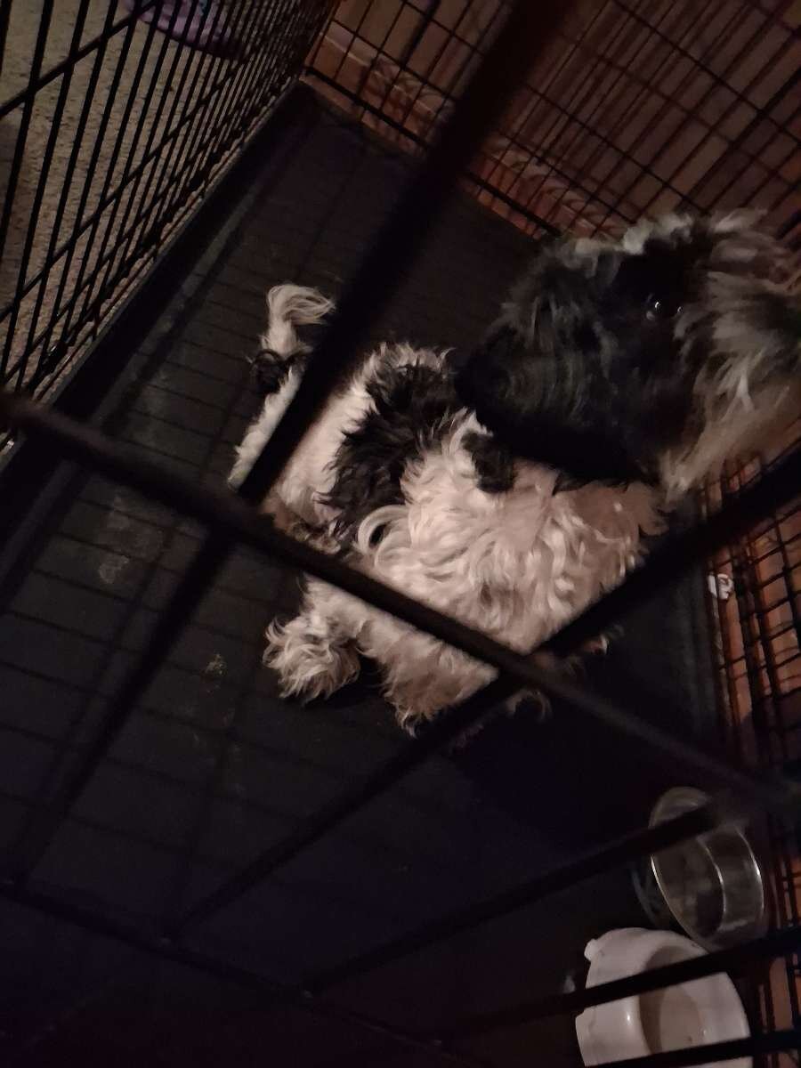1 yr old havanese image 2