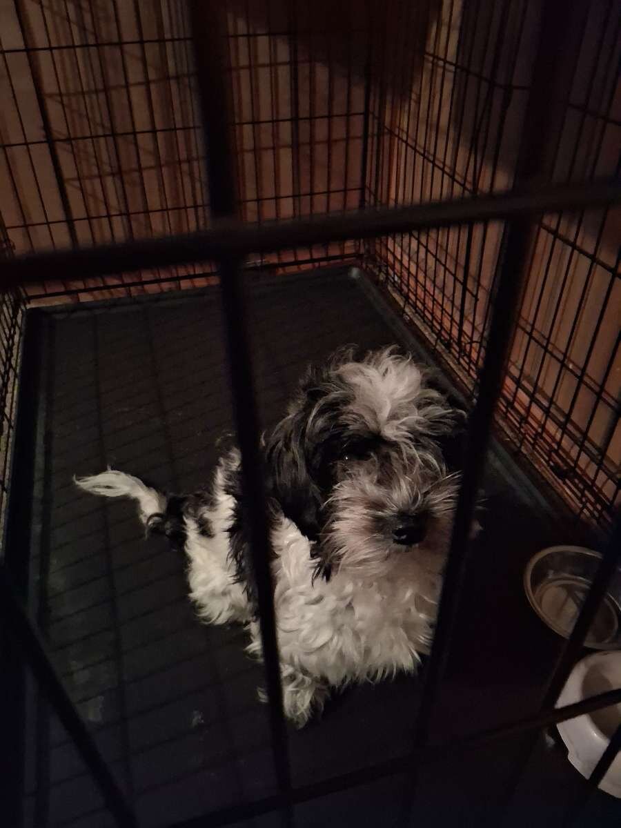 1 yr old havanese image 1