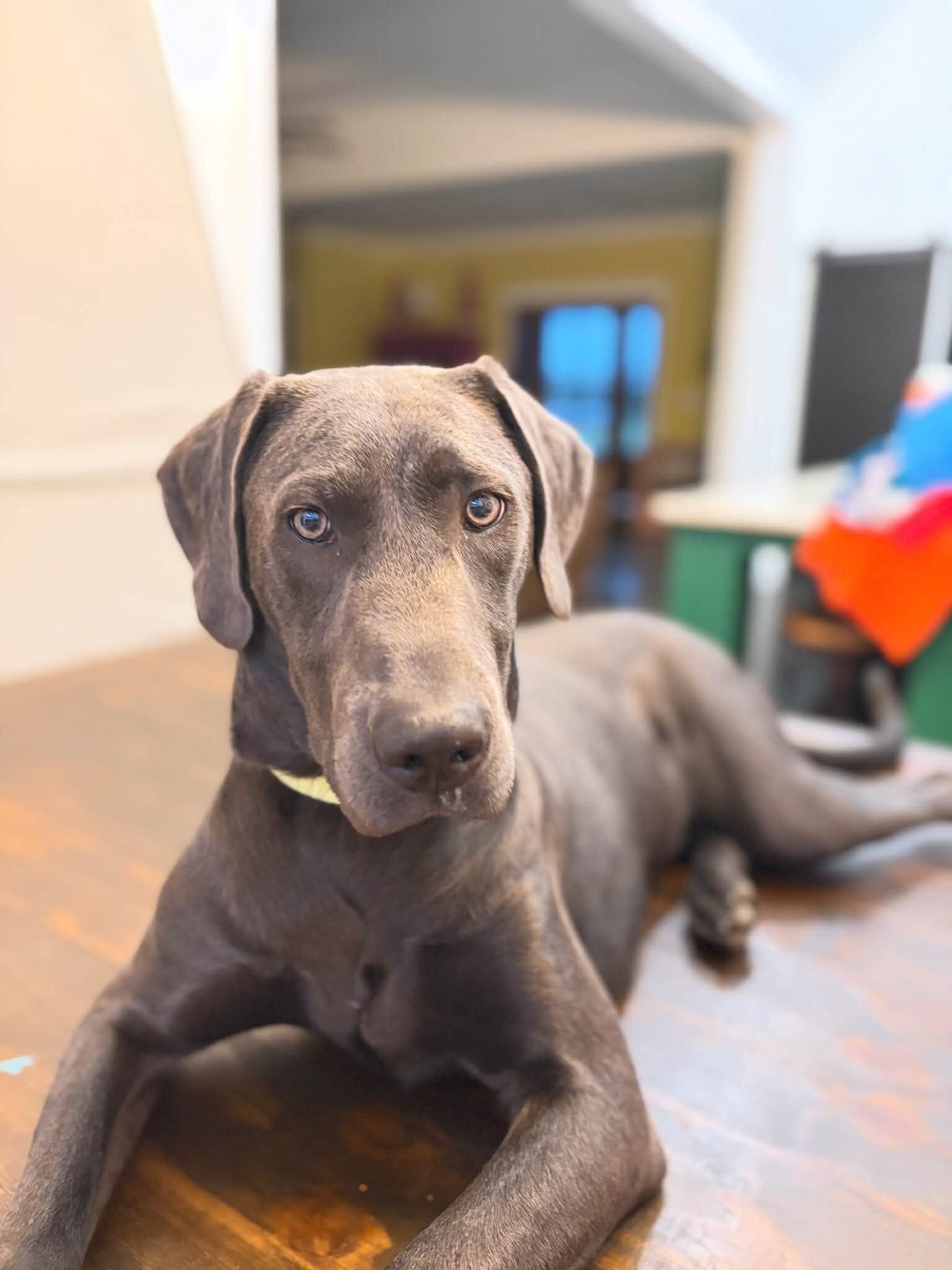 9 month old Great Dane/Weimaraner girl image 1