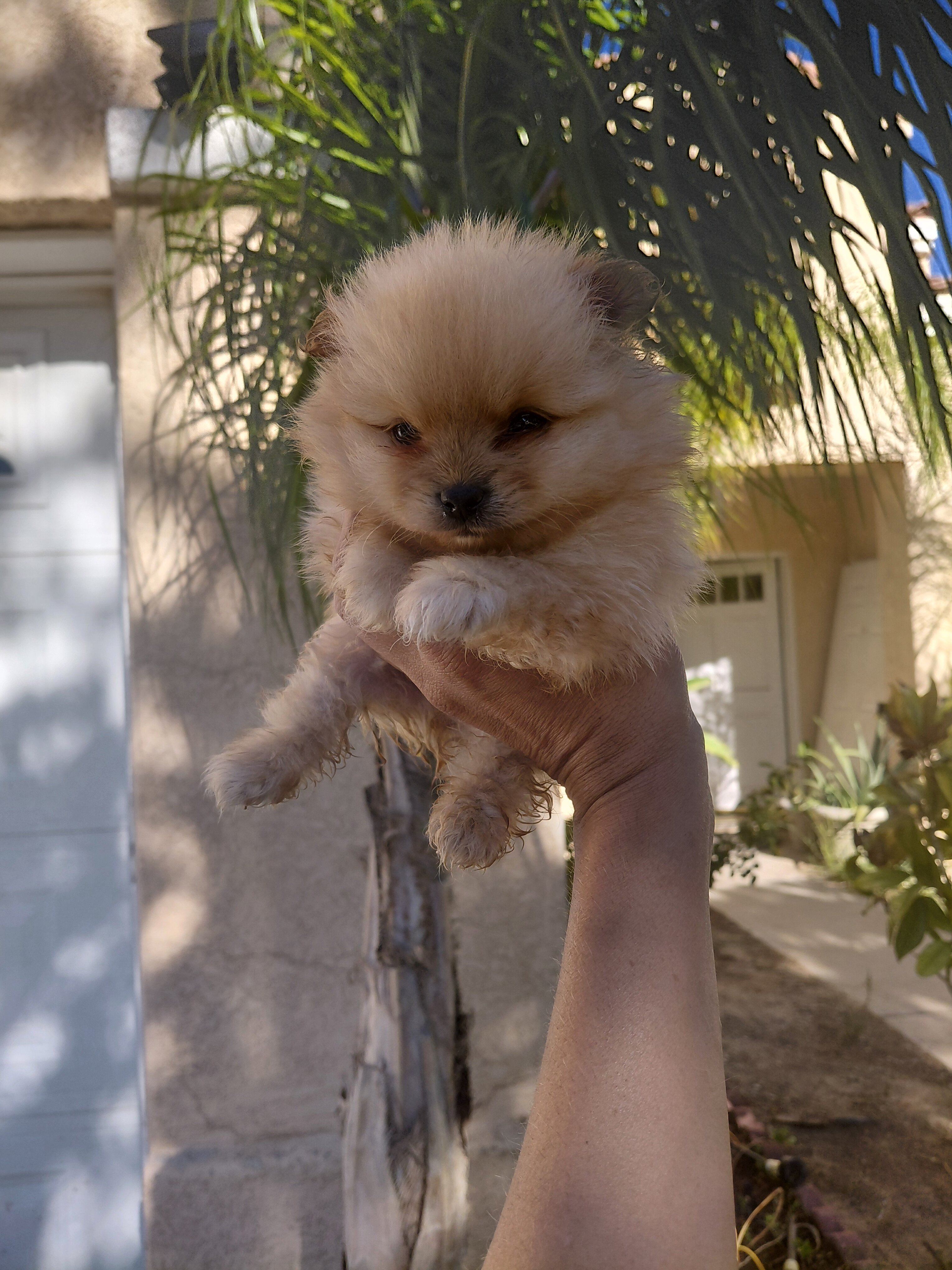 Pomeranian  puppies image 1