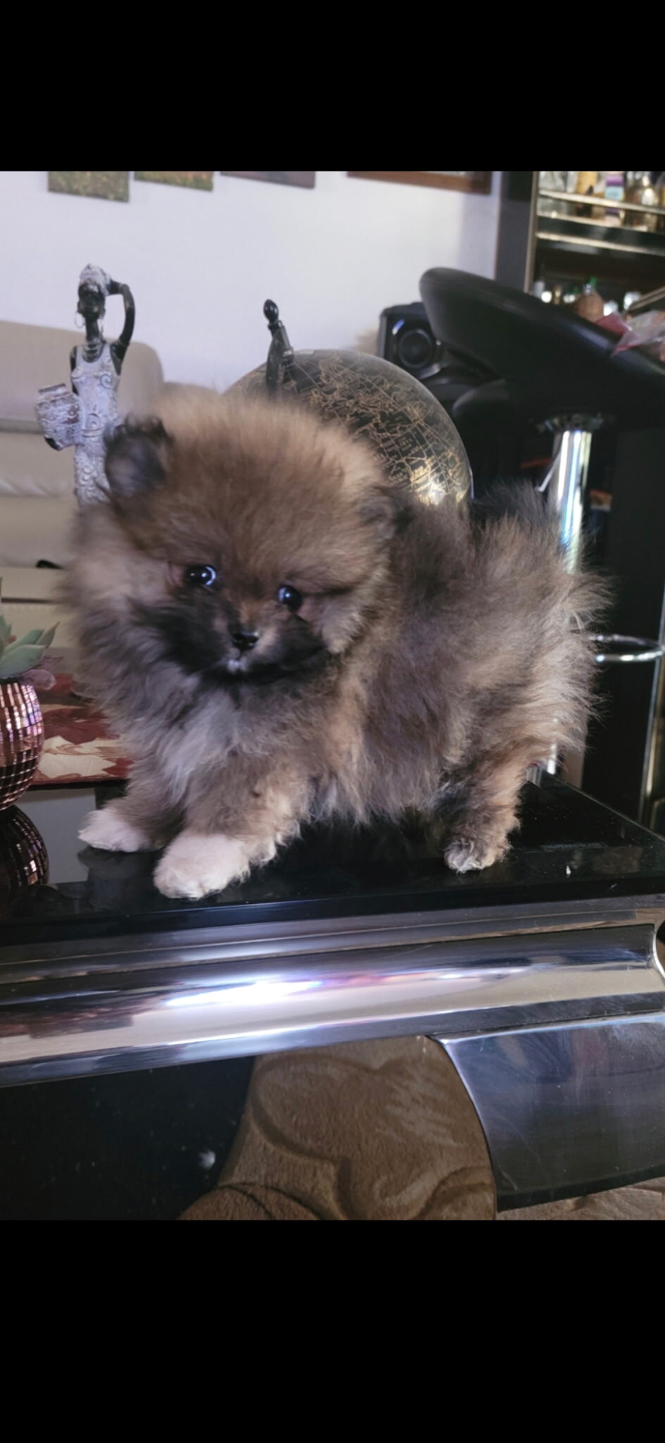 Pomeranian  puppies image 2