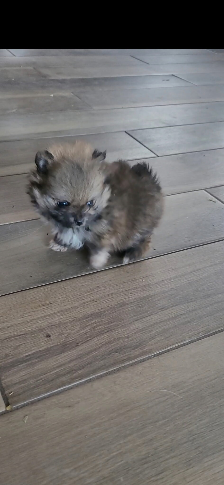 Pomeranian  puppies image 3
