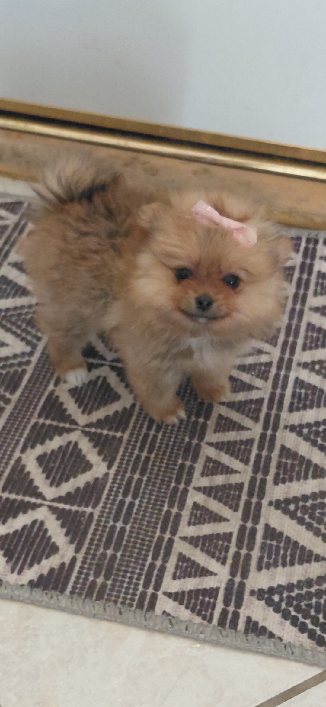 Pomeranian  puppies image 5