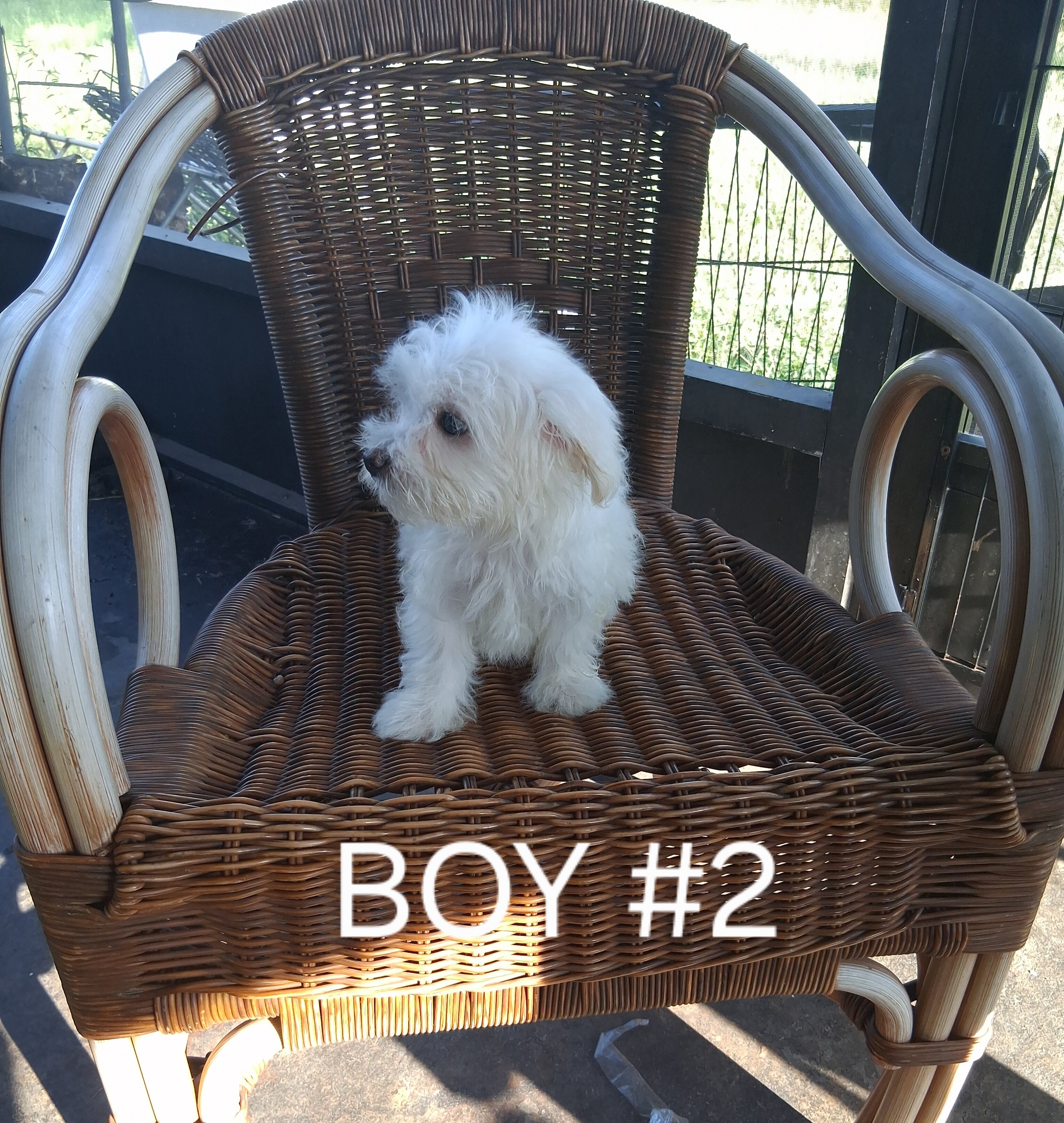 Purebred Maltese Puppies image 2