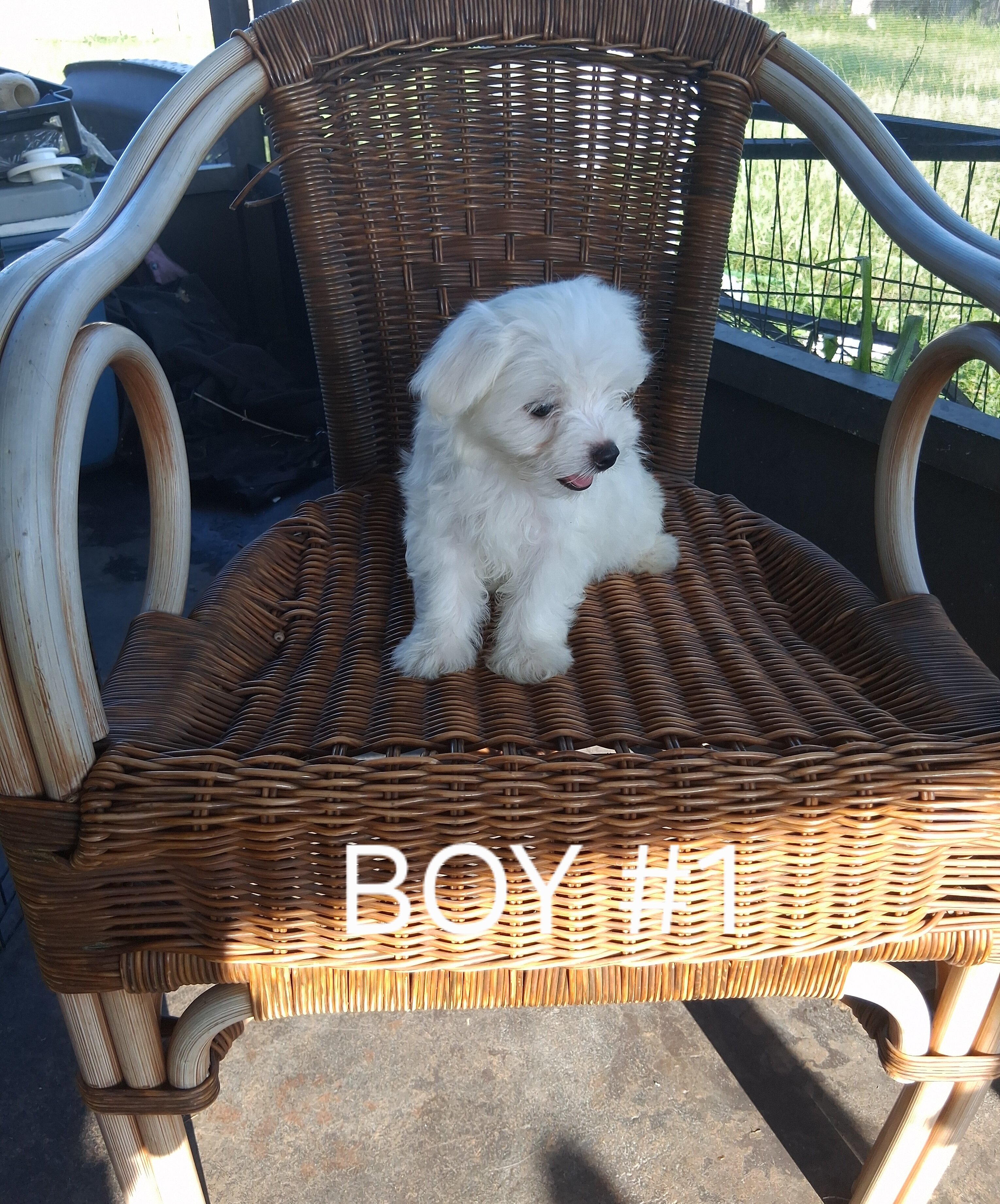 Purebred Maltese Puppies image 1