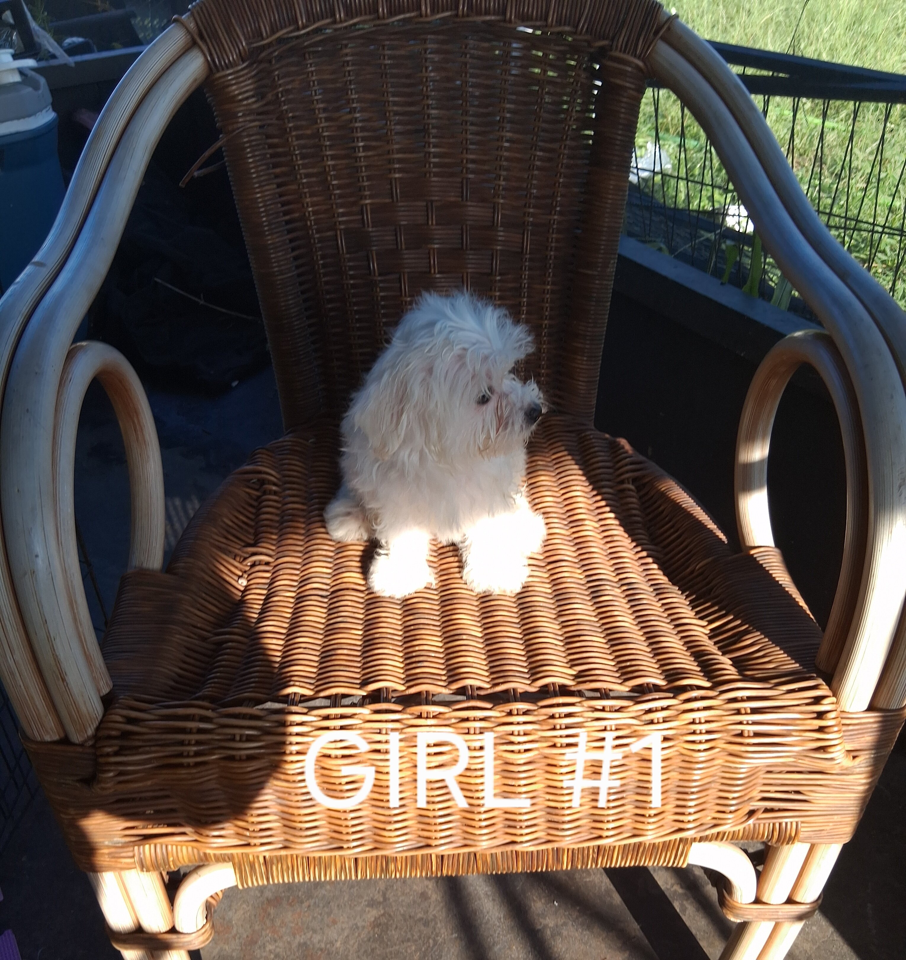 Purebred Maltese Puppies image 3