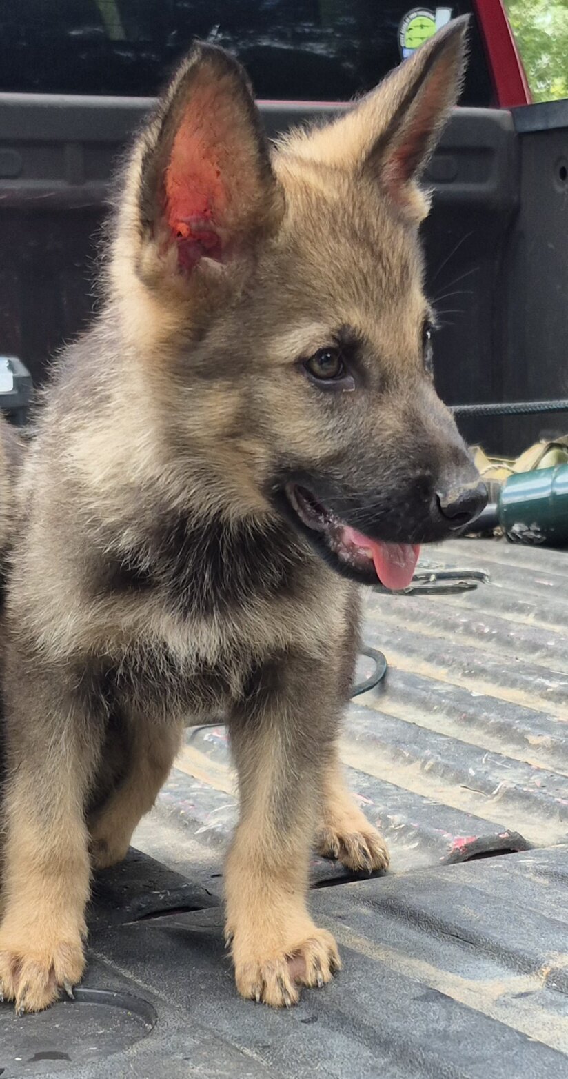 German shepherd pups image 2