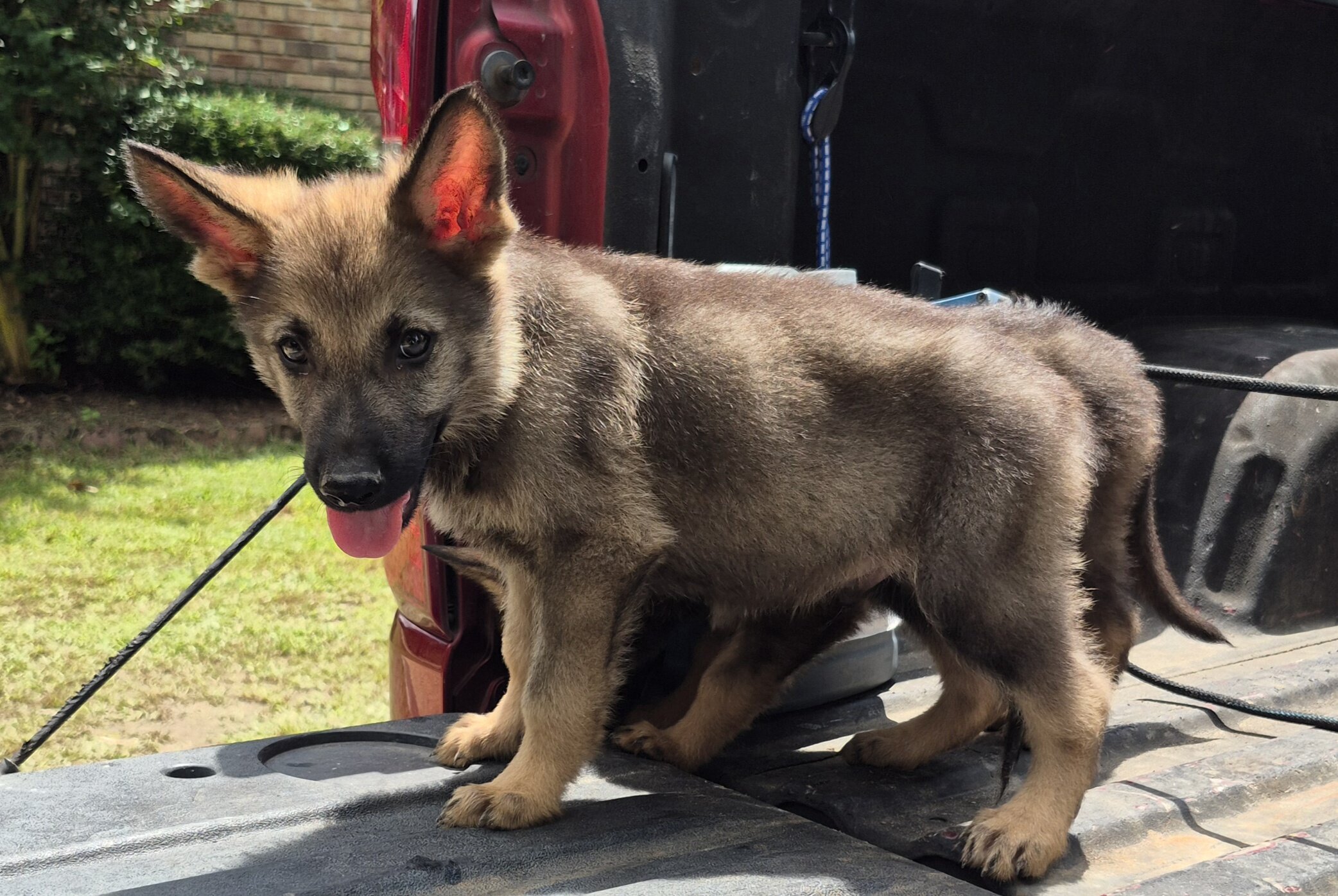 German shepherd pups image 3