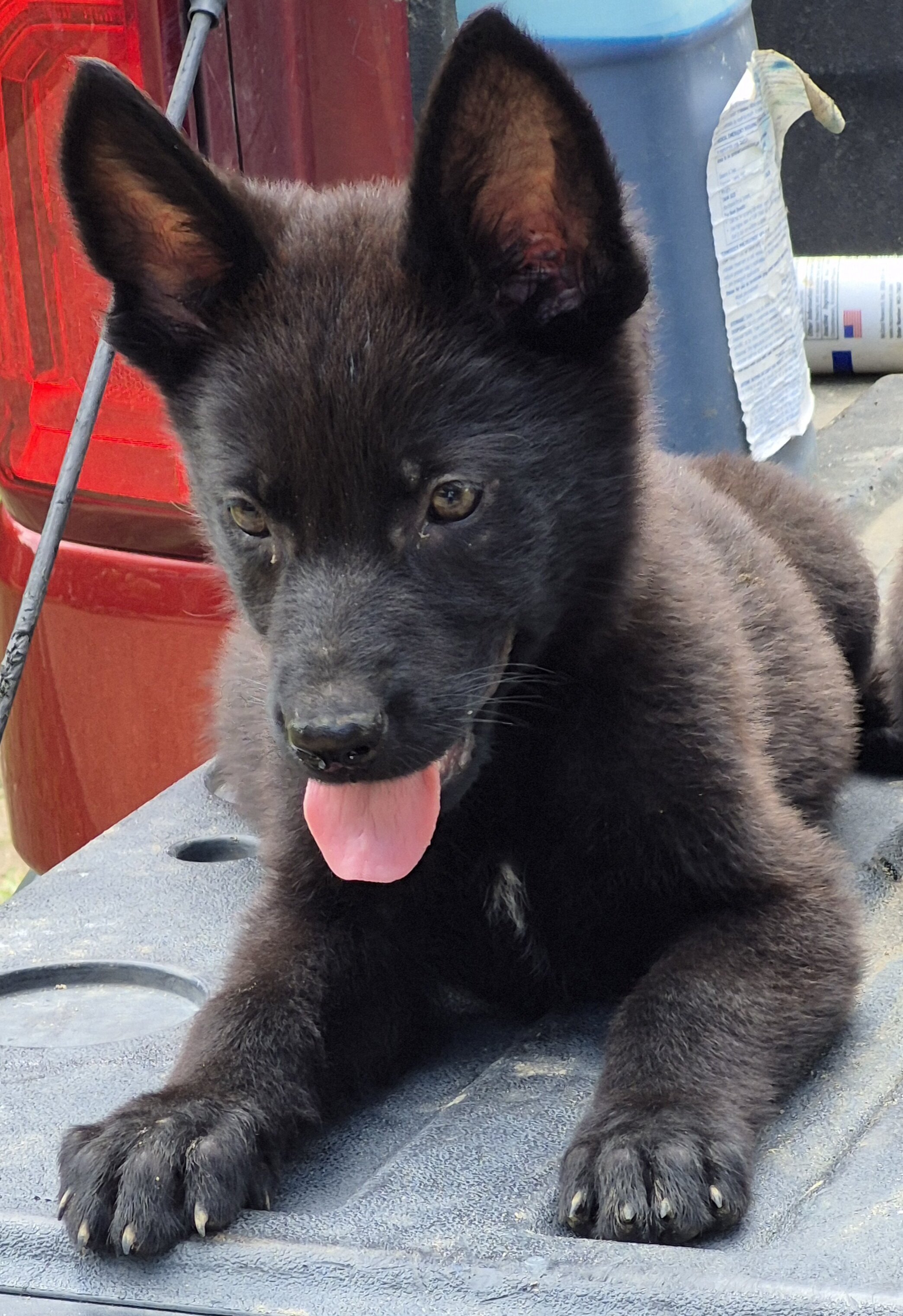 German shepherd pups image 4