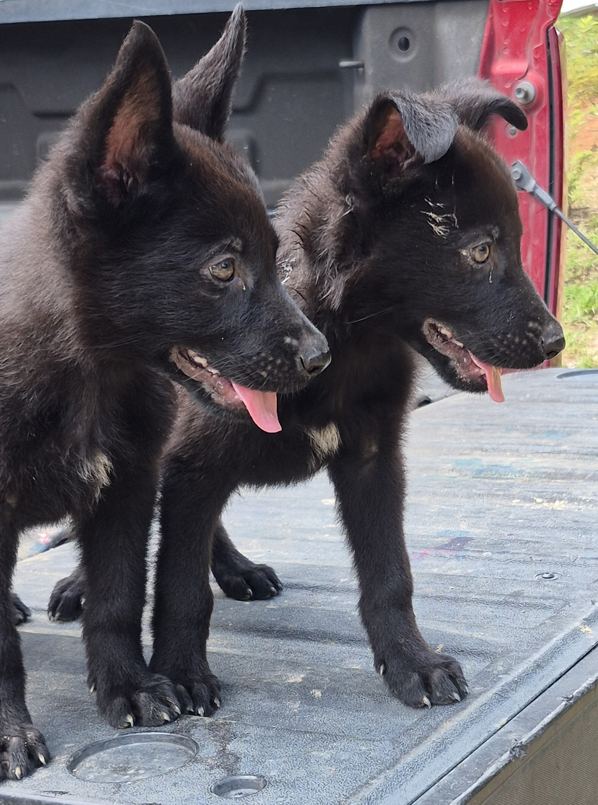German shepherd pups image 5