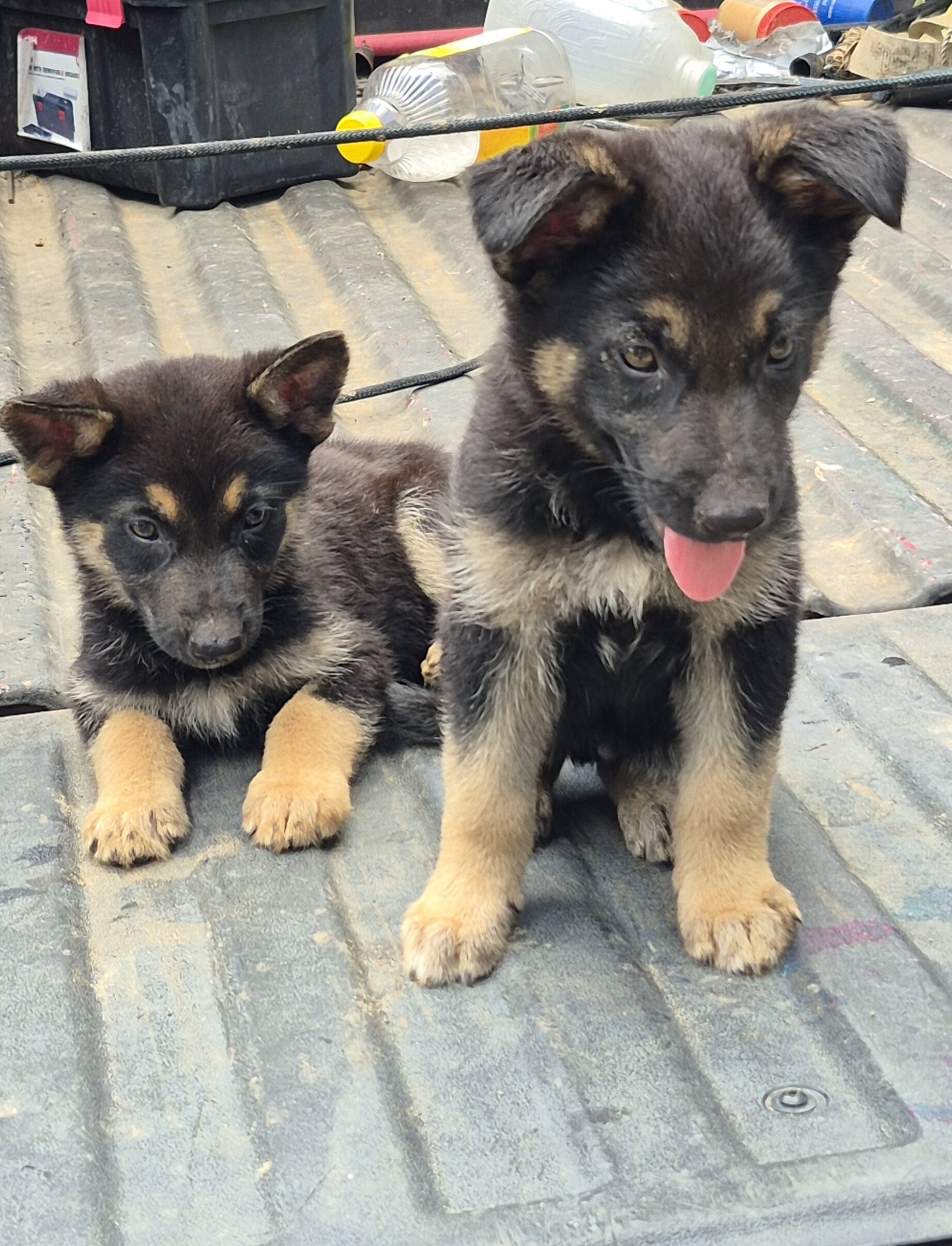 German shepherd pups image 6