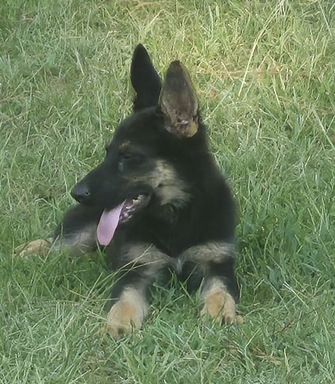 German shepherd pups image 1