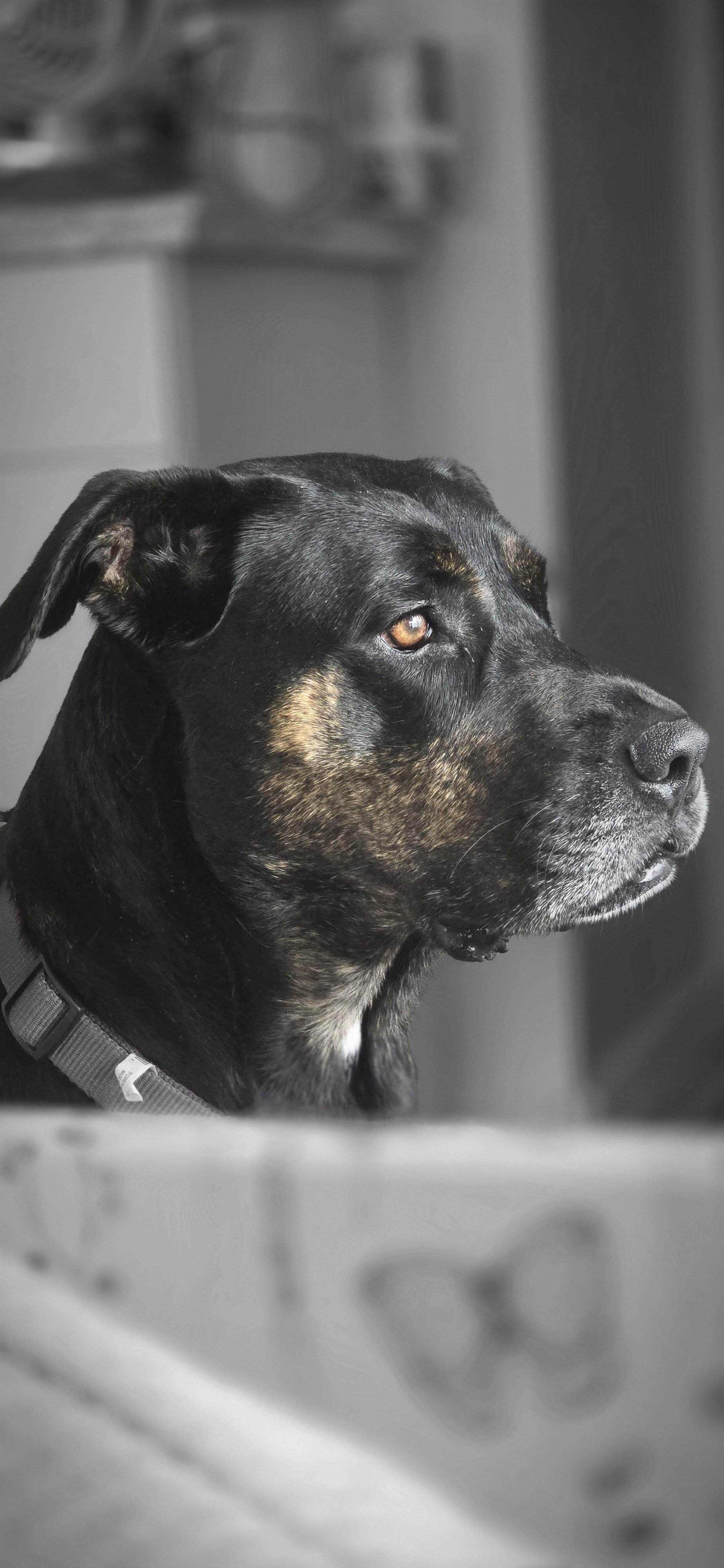 REHOME Catahoula Leopard Mix Dog image 1