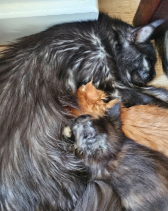 Beautiful Maine Coon Babies Ready To Leave image 3