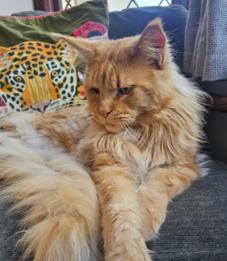 Beautiful Maine Coon Babies Ready To Leave image 4