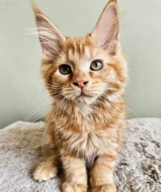 Beautiful Maine Coon Babies Ready To Leave image 5