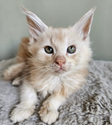 Beautiful Maine Coon Babies Ready To Leave image 6