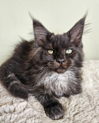 Beautiful Maine Coon Babies Ready To Leave image 7