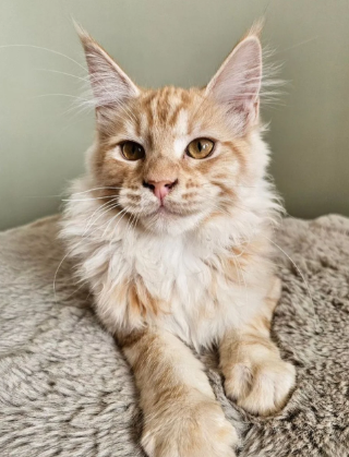 Beautiful Maine Coon Babies Ready To Leave image 8
