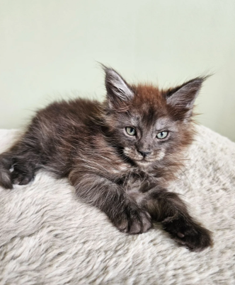 Beautiful Maine Coon Babies Ready To Leave image 9