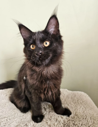 Beautiful Maine Coon Babies Ready To Leave image 10