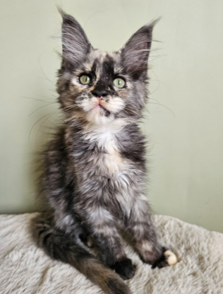 Beautiful Maine Coon Babies Ready To Leave image 1