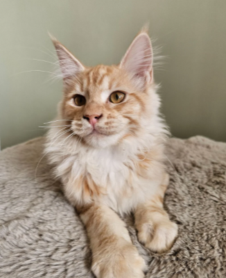 Beautiful Maine Coon Babies Ready To Leave image 2