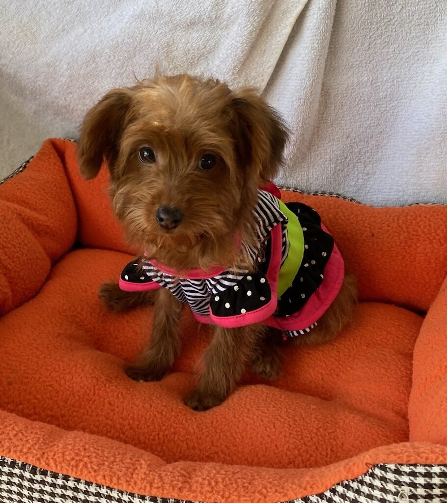 Golden toy YorkiPoo girl image 2