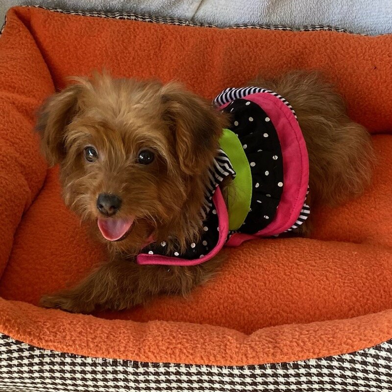 Golden toy YorkiPoo girl image 3