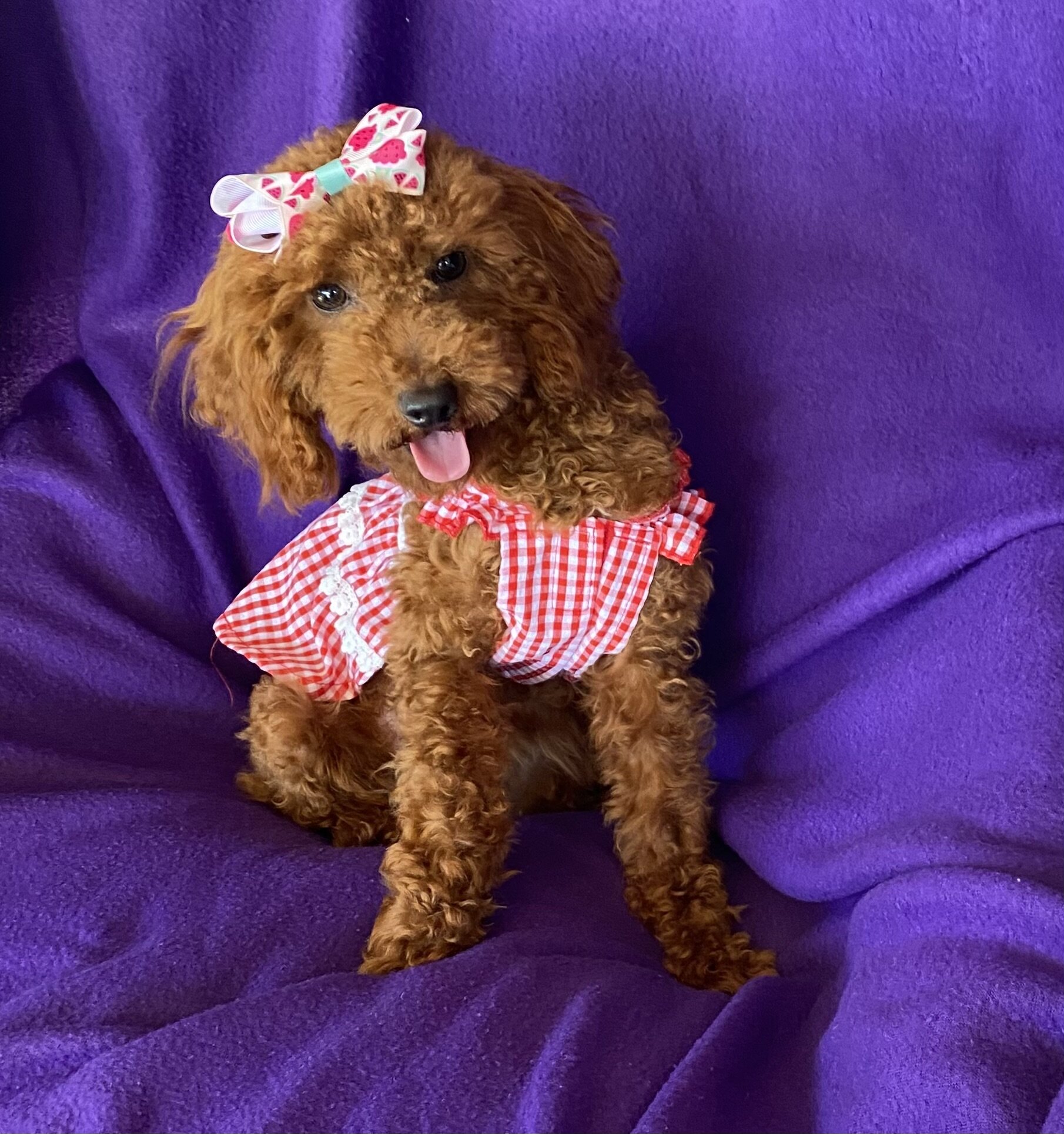 Beautiful red toy Poodle image 1