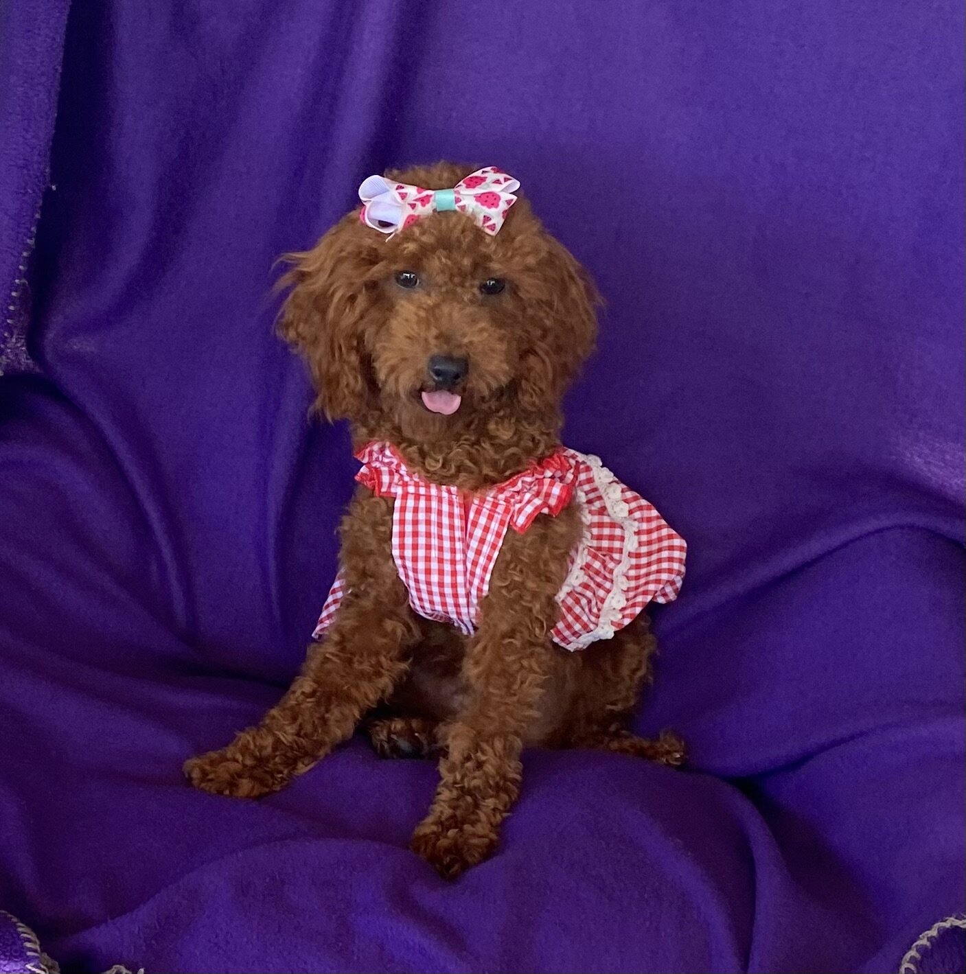 Beautiful red toy Poodle image 2