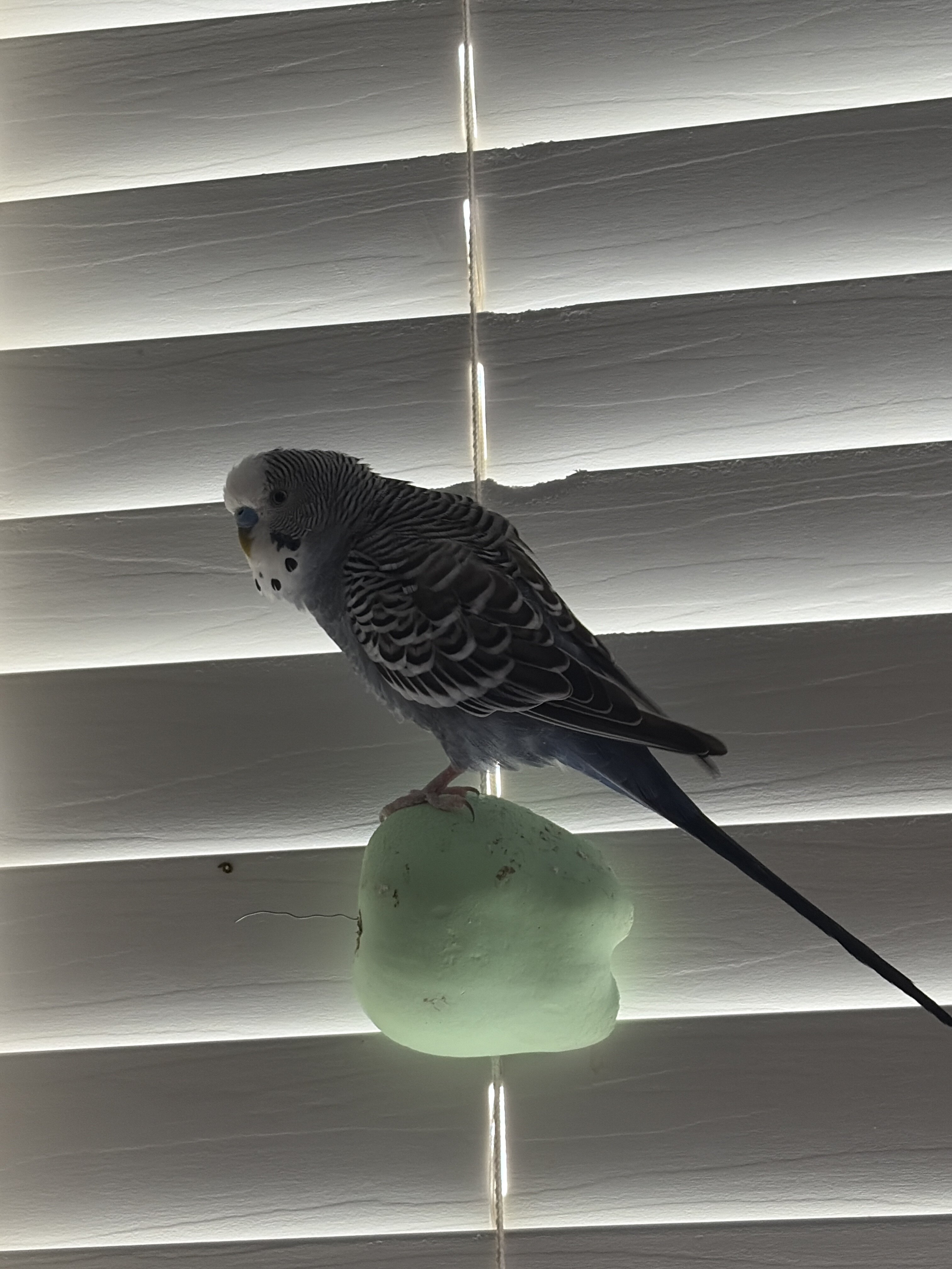 2 lovely Parakeets image 1