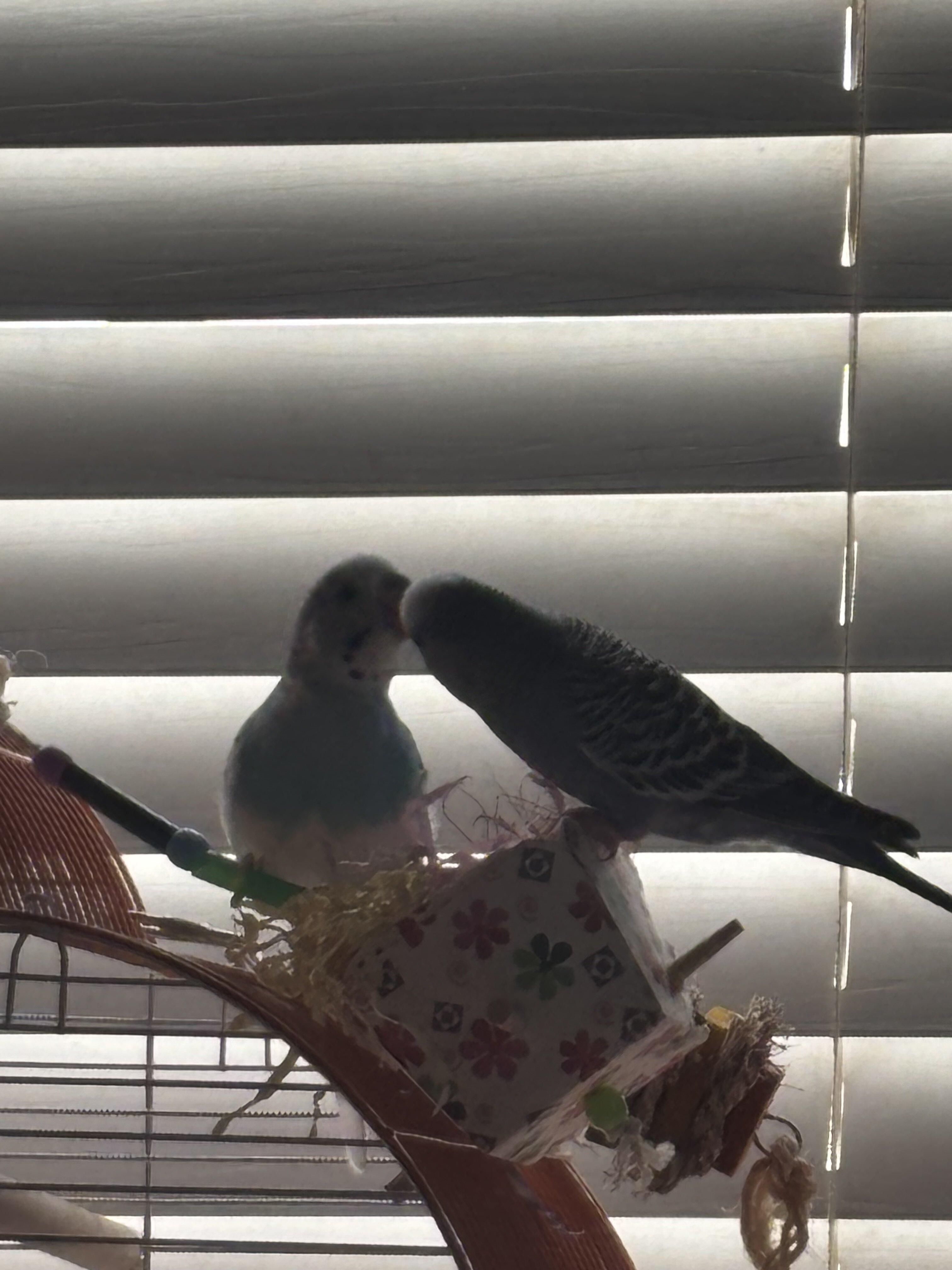 2 lovely Parakeets image 5