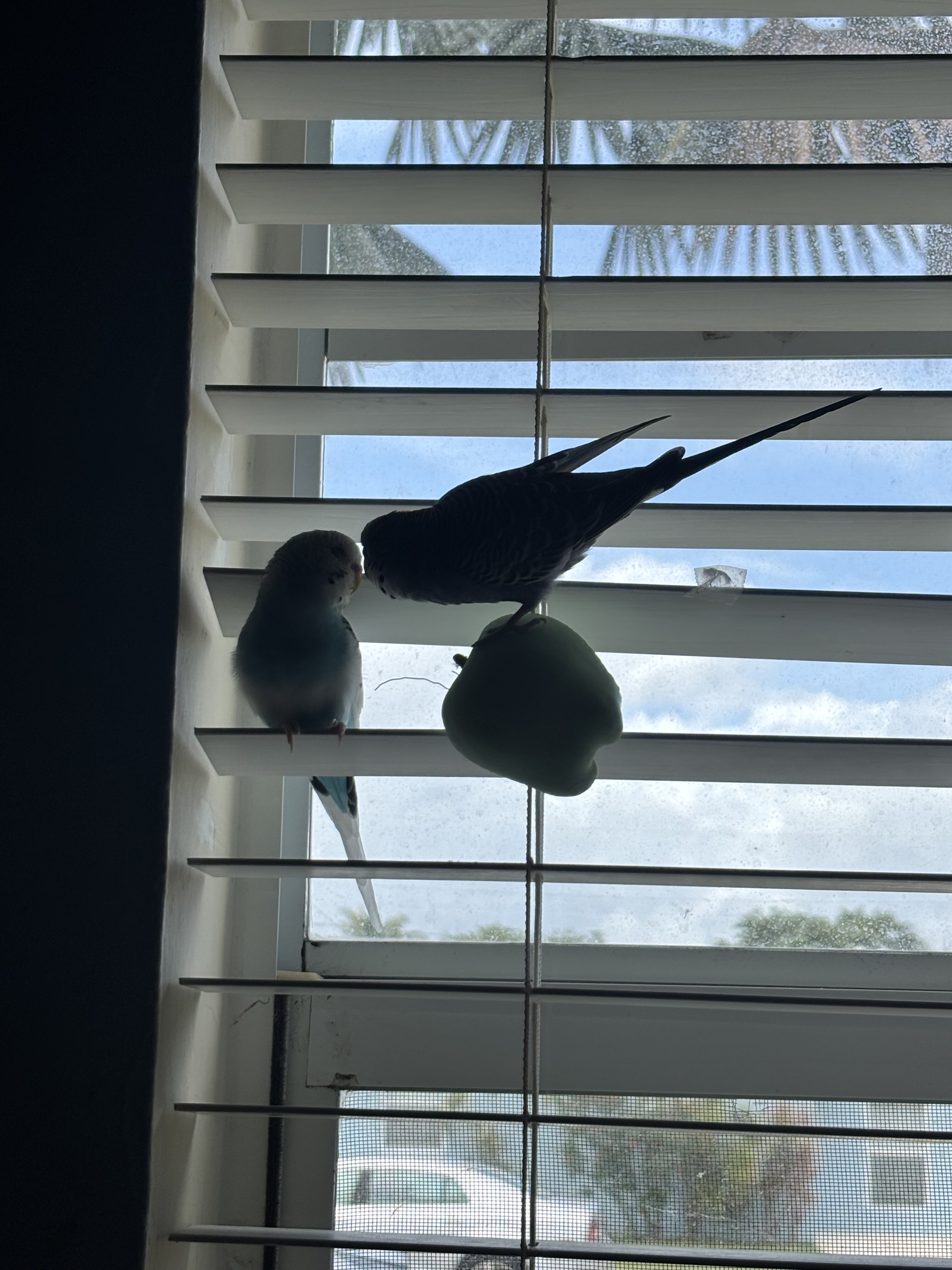 2 lovely Parakeets image 4