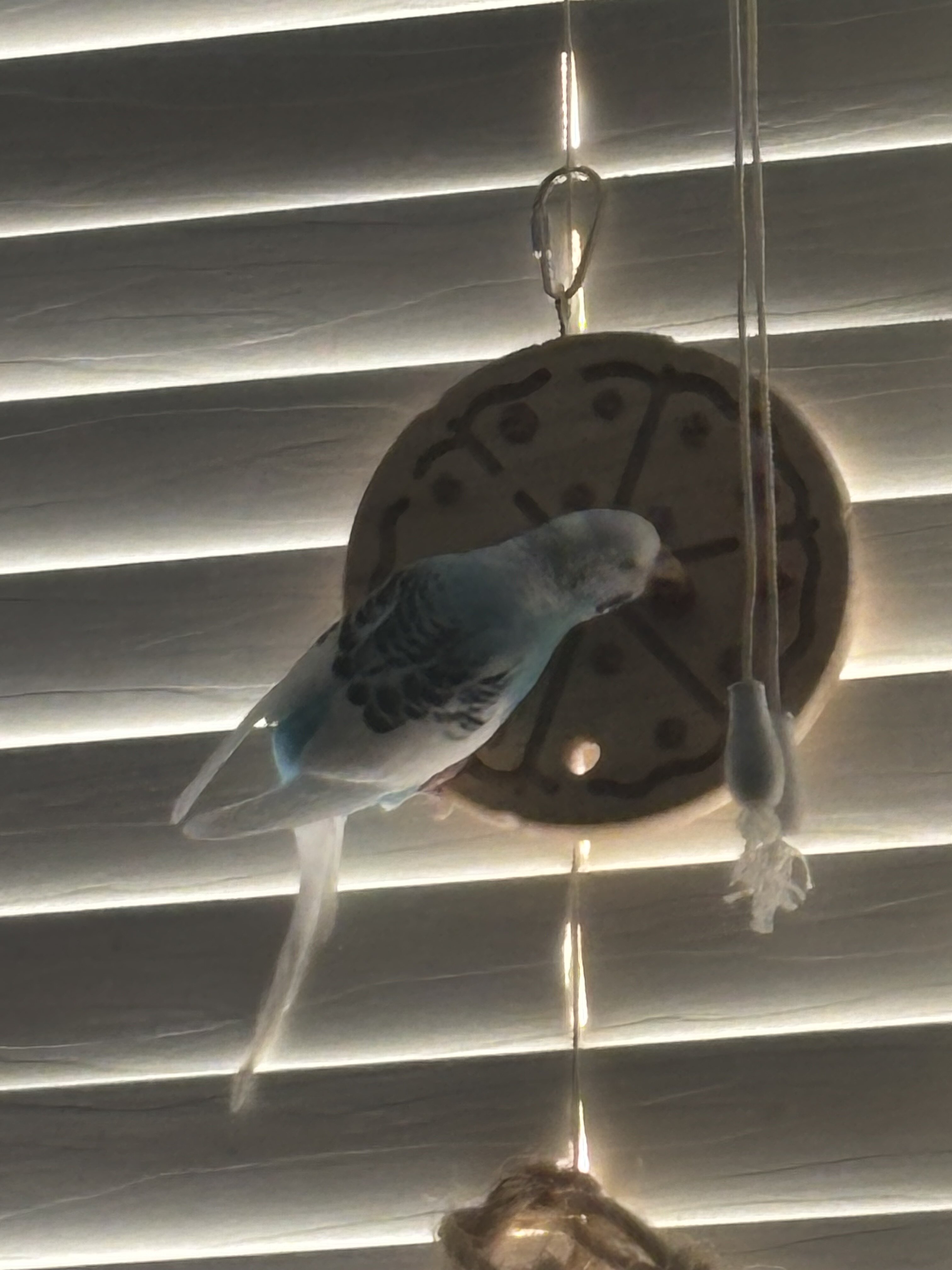 2 lovely Parakeets image 8