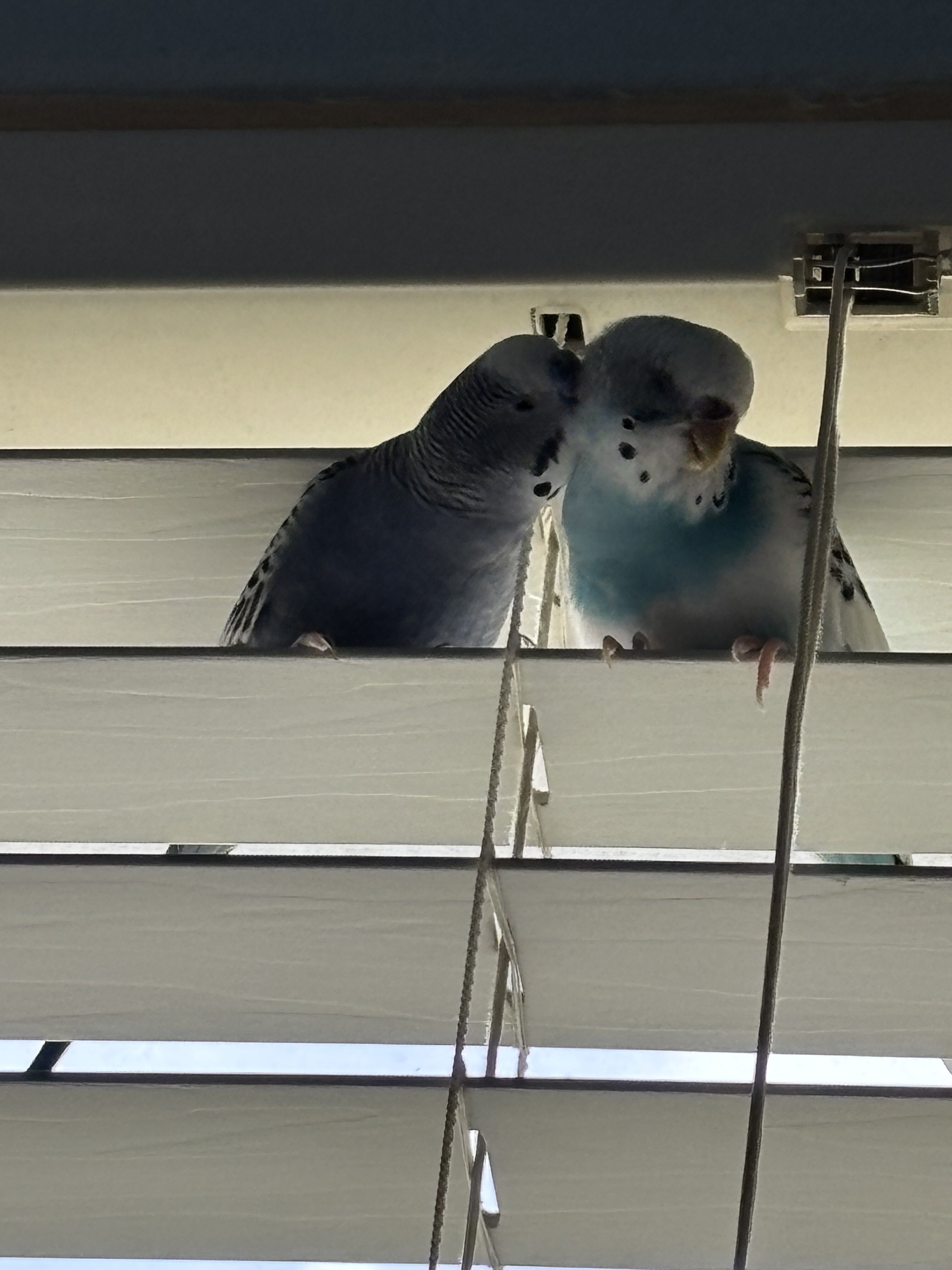 2 healthy parakeets image 2