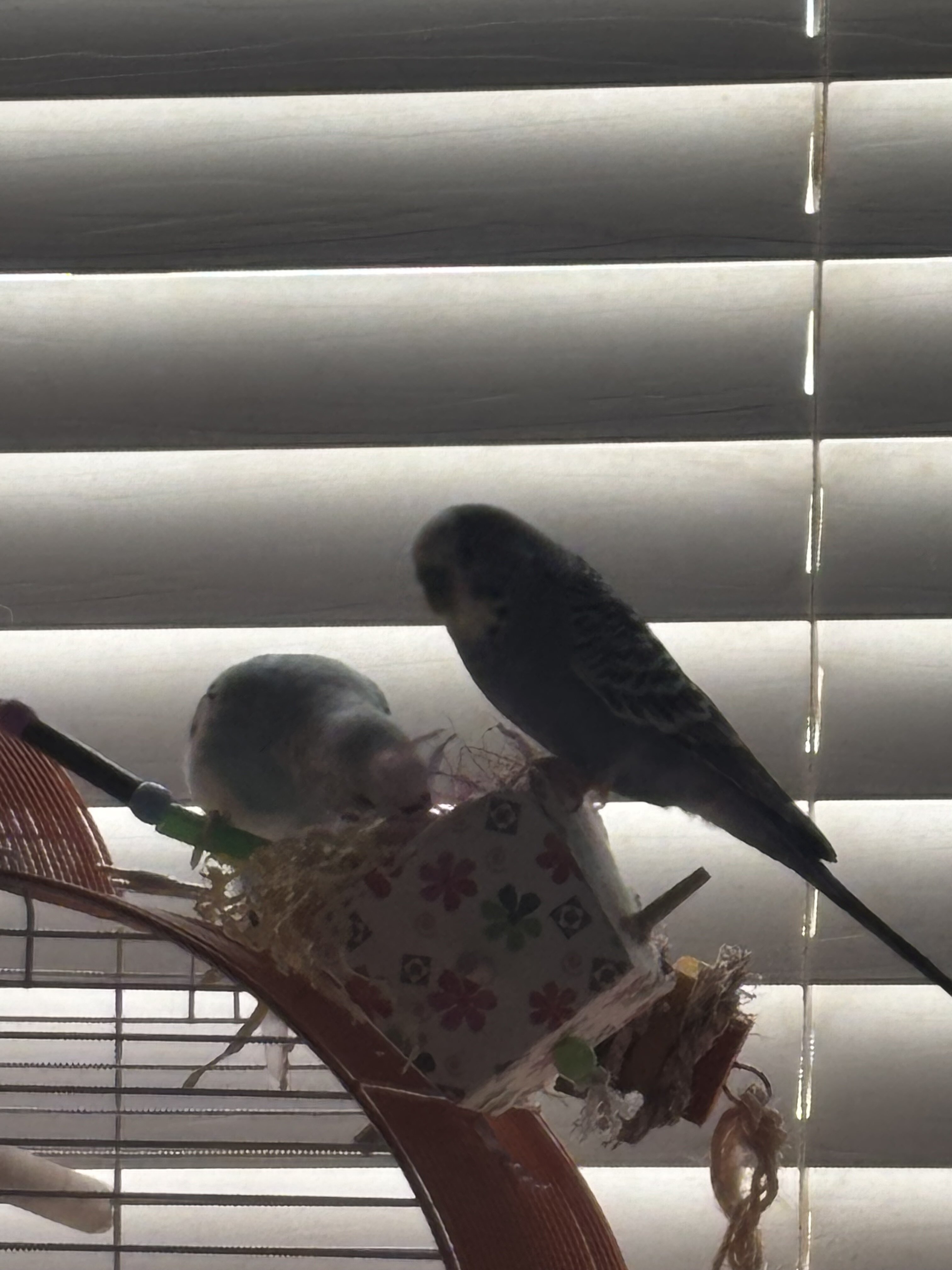 2 healthy parakeets image 3