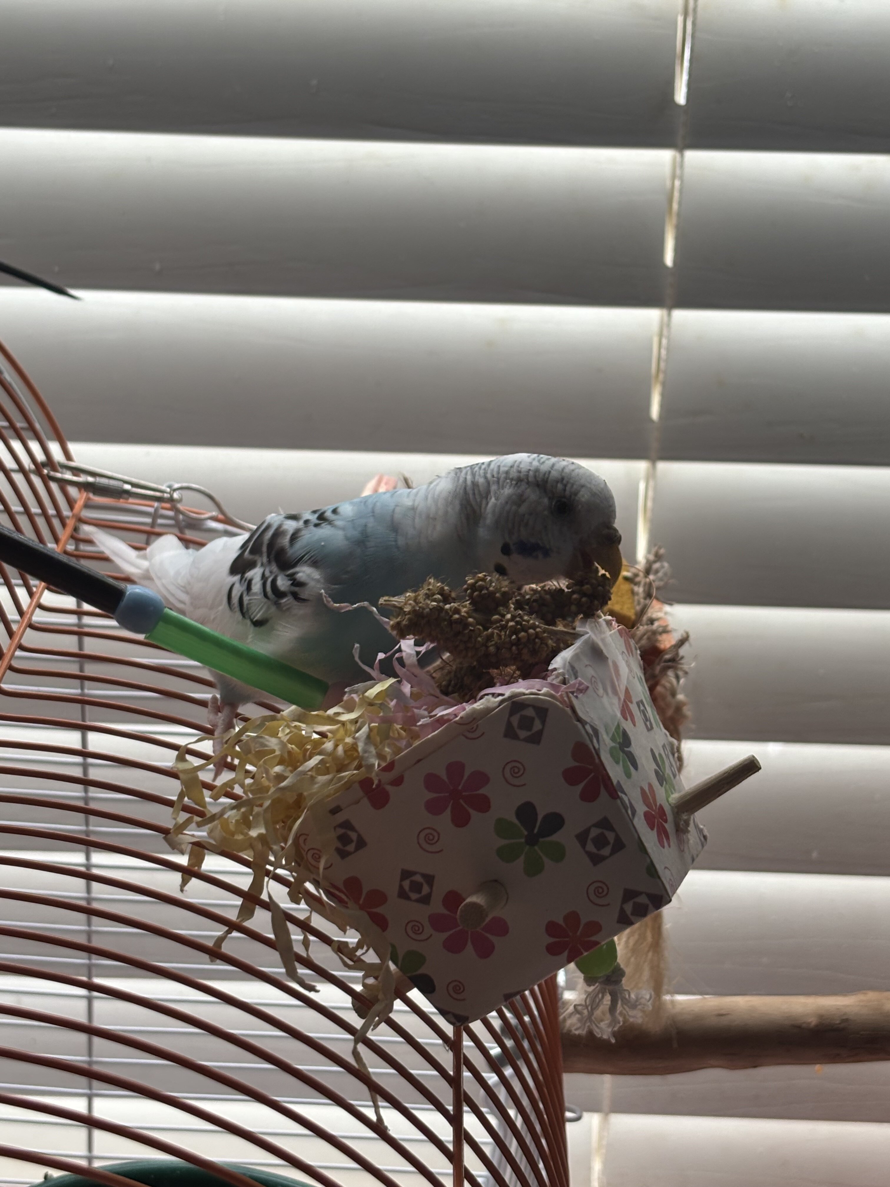 2 healthy parakeets image 5