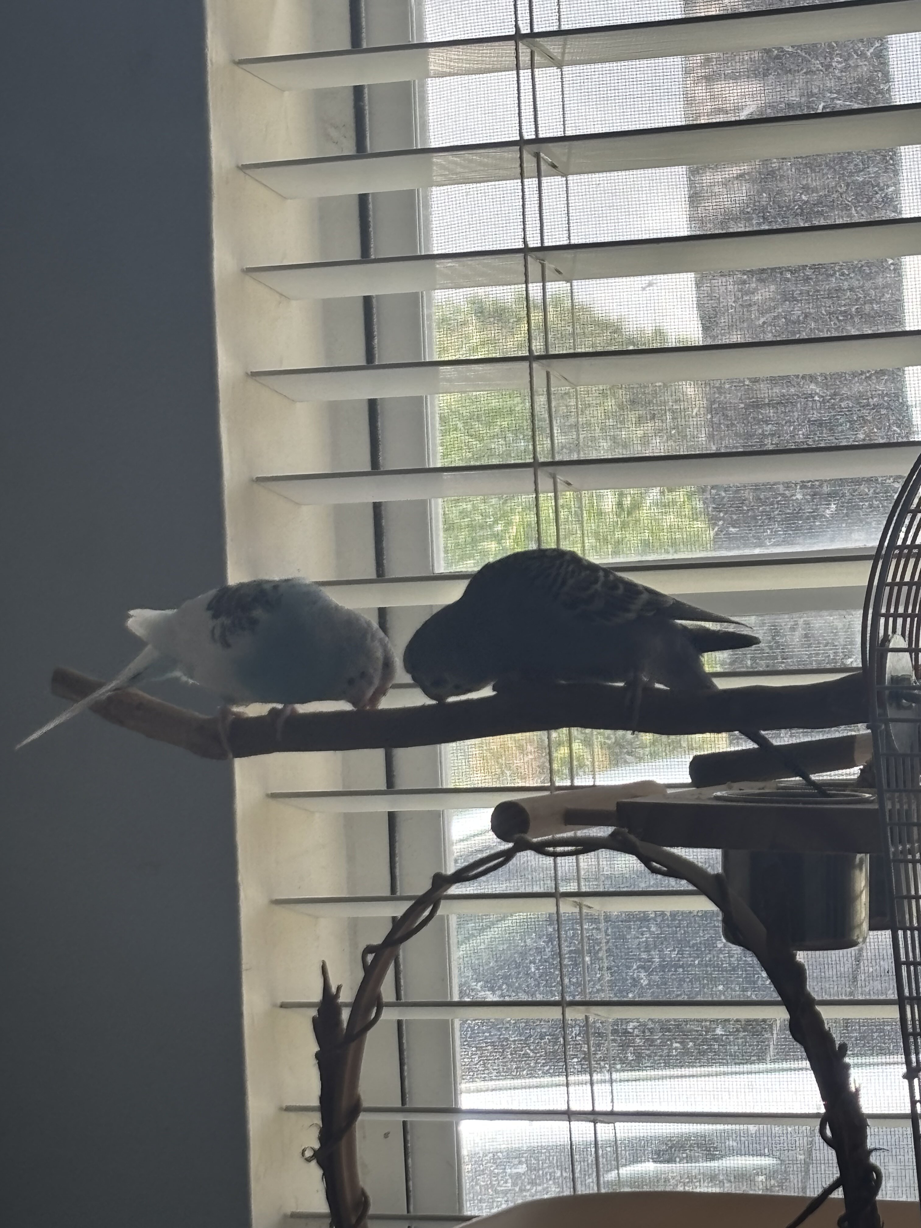 2 healthy parakeets image 6