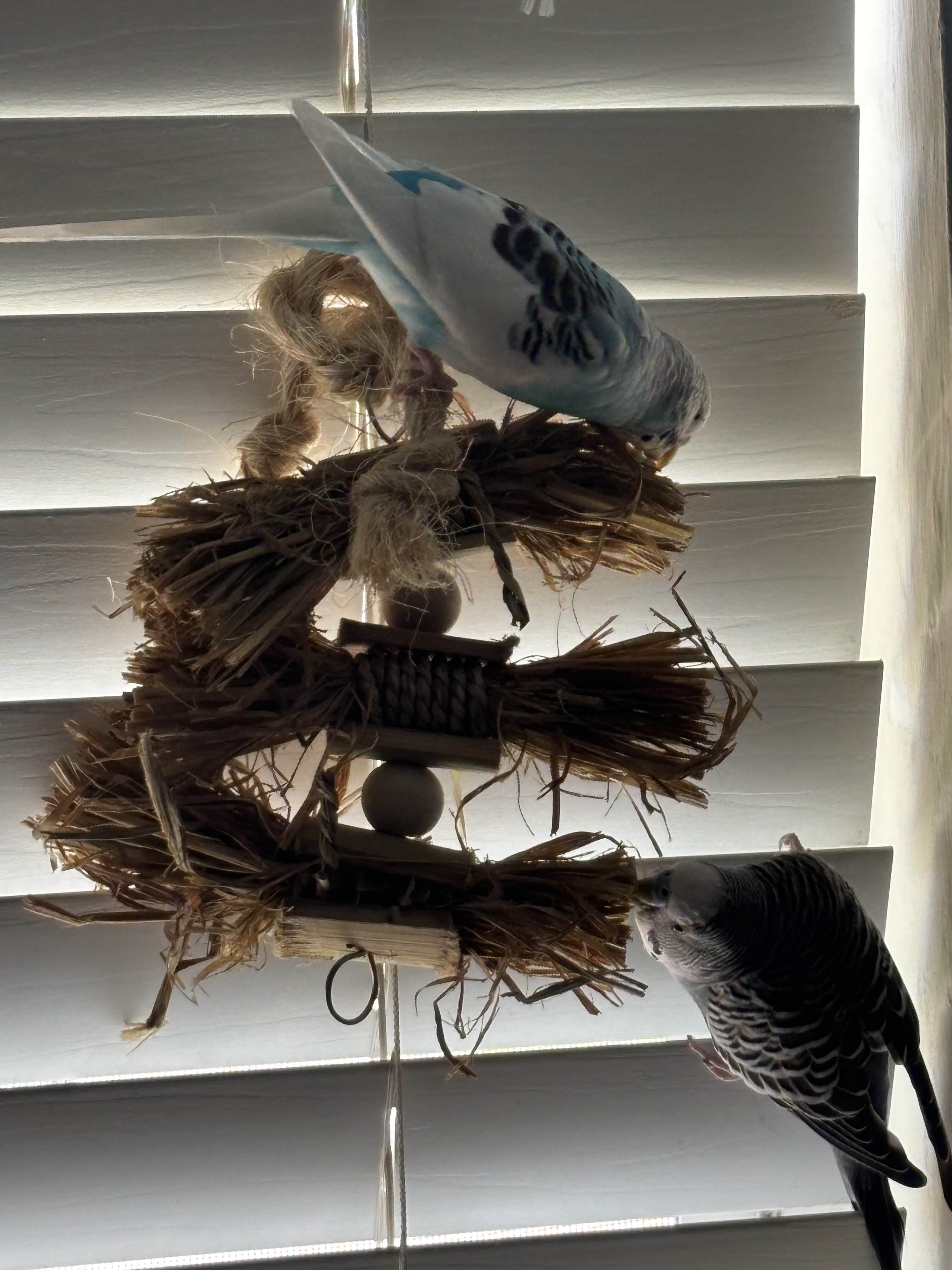2 healthy parakeets image 8